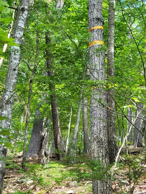 Tbd German River Rd, Criders, VA 22820 photo 5