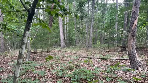pin oak rd, Mount Jackson, VA 22842