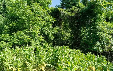 A33 Park Heights Rd, Stanley, VA 22851 photo 15