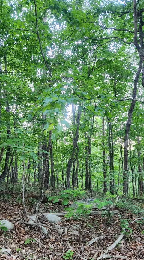 Lot C7 Pattys Pl, Luray, VA 22835