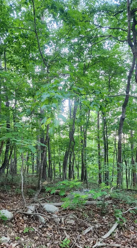 lot C7 Pattys Pl, Luray, VA 22835