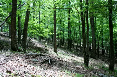 Seldom Seen Rd, Doe Hill, VA 24433 photo 14