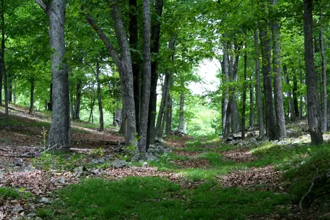 Seldom Seen Rd, Doe Hill, VA 24433 photo 12