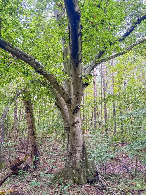 tbd Courthouse Rd, Palmyra, VA 22963 photo 30