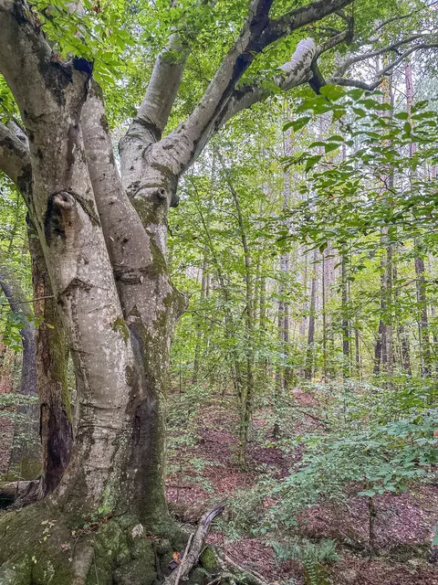 tbd Courthouse Rd, Palmyra, VA 22963 photo 31