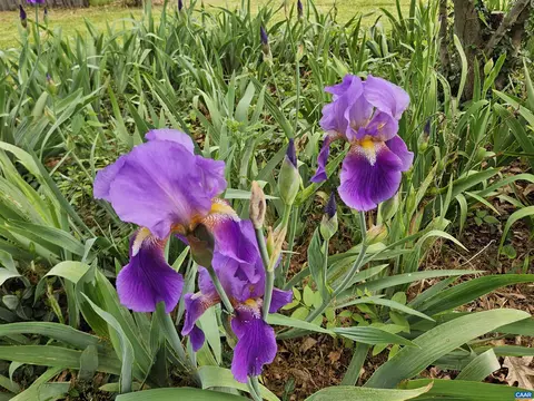 Other - 74 Conner St, Dillwyn, VA 23936 photo 8 of 16