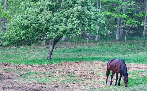 Other - 4734 Maple Sugar Rd, Blue Grass, VA 24413 photo 5 of 6