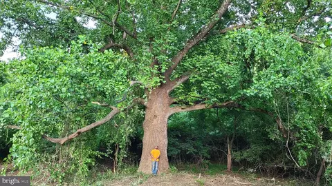 Elihu Hill, Marshall, VA photo 17