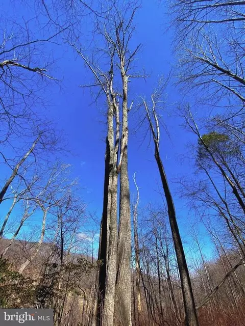 Etlan Rd, Etlan, VA 22719 photo 42
