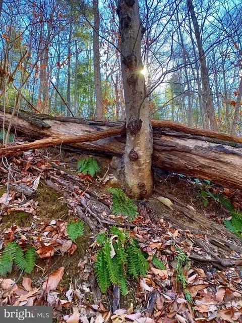 Etlan Rd, Etlan, VA 22719 photo 15