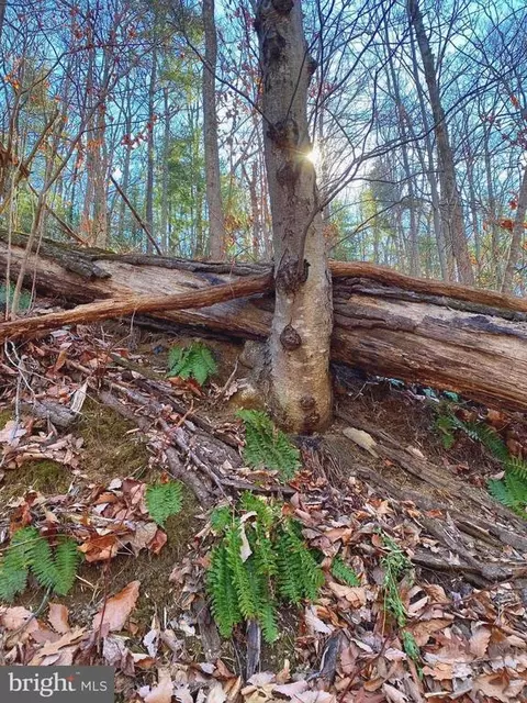 Etlan Rd, Etlan, VA 22719 photo 17