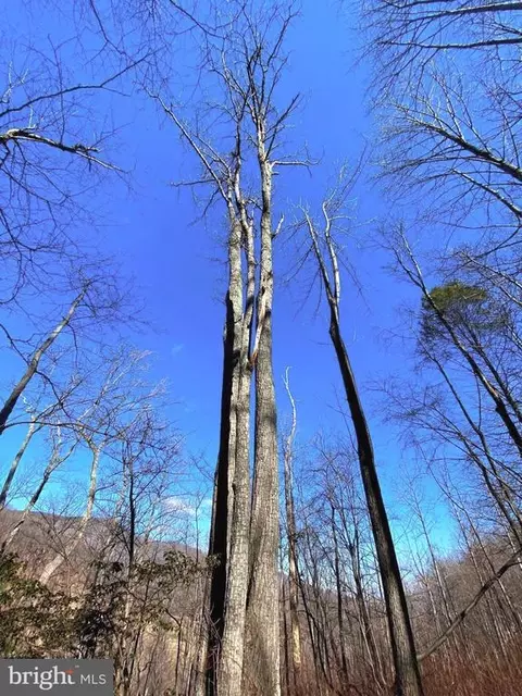 Etlan Rd, Etlan, VA 22719 photo 44