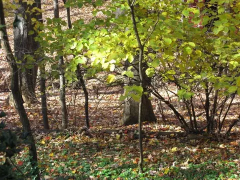 2002 Springfield Dr, Roanoke, VA 24012 photo 4
