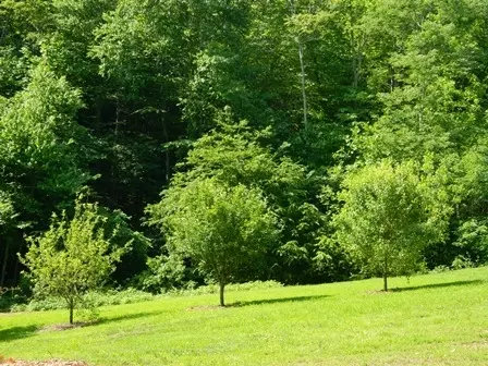 515 Hillock Rd, Ferrum, VA 24088 photo 3
