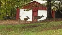 5500 Haw Patch Rd, Ferrum, VA 24088 photo 26