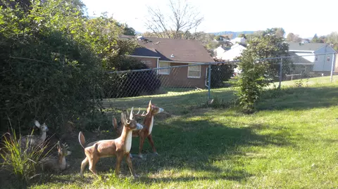 1644 Springbrook Rd NW, Roanoke, VA 24017 photo 15