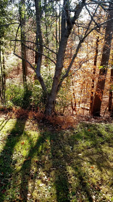 1311 Jumping Run Dr, Goodview, VA 24095 photo 35