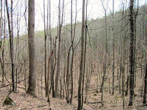 4051 Sunflower Rd, Pilot, VA 24138 photo 61