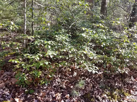 9237 Patterson Dr, Bent Mountain, VA 24059 photo 96