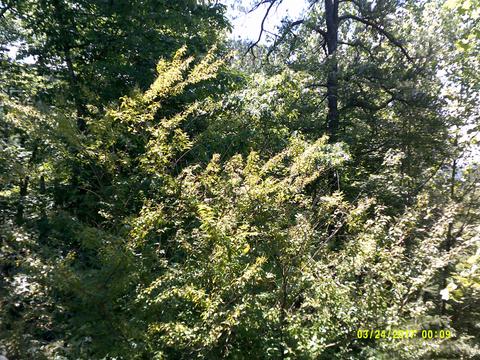 6529 Circleview Dr, Roanoke, VA 24014 photo 15