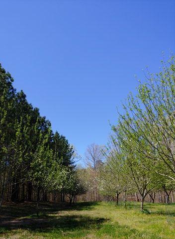 717 Mcdaniel Rd, Java, VA 24565 photo 64