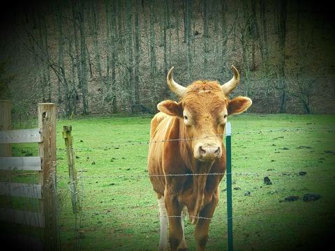 636 Beards Creek Rd, Ferrum, VA 24088 photo 6
