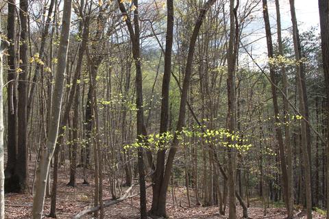 3254 Johnson School Rd, Thaxton, VA 24174 photo 38