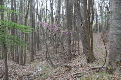 3254 Johnson School Rd, Thaxton, VA 24174 photo 6