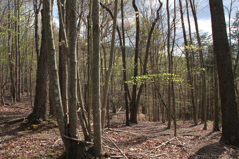 3254 Johnson School Rd, Thaxton, VA 24174 photo 36