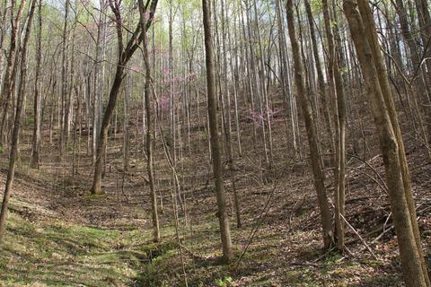 3254 Johnson School Rd, Thaxton, VA 24174 photo 29