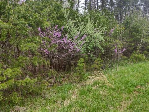 Lot 21 Lakewood Forest Rd, Moneta, VA 24121