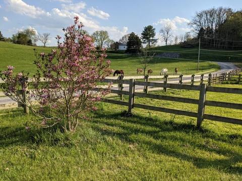151 Cedar Ln, Buchanan, VA 24066 photo 34