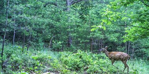 378 High St, Eagle Rock, VA 24085 photo 27