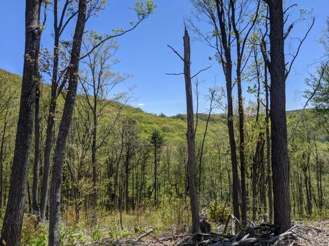 7900 Castile Rd, Covington, VA 24426 photo 9