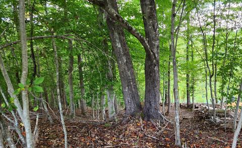 lot7 Old Point Rd, Moneta, VA 24121
