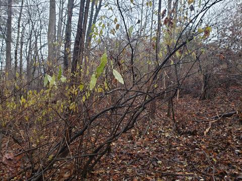 lot15 Longview Estates Dr, Goodview, VA 24095 photo 23