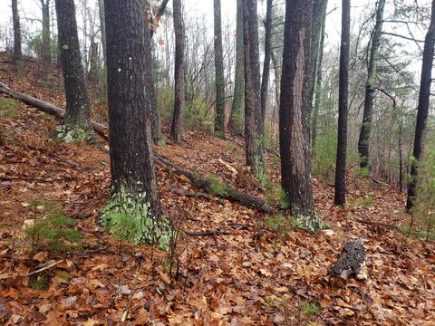 lot15 Longview Estates Dr, Goodview, VA 24095 photo 9