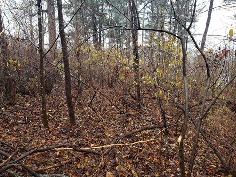 lot15 Longview Estates Dr, Goodview, VA 24095 photo 20