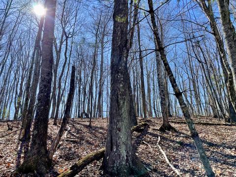 979 Roberson Mill Rd SE, Floyd, VA 24091 photo 17