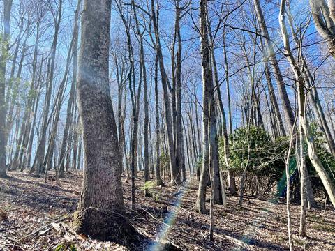979 Roberson Mill Rd SE, Floyd, VA 24091 photo 8