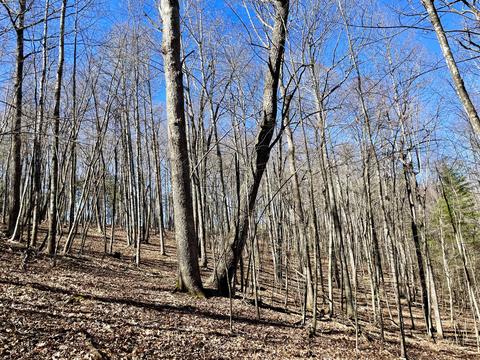 979 Roberson Mill Rd SE, Floyd, VA 24091 photo 15