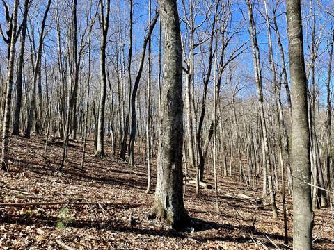 979 Roberson Mill Rd SE, Floyd, VA 24091 photo 13