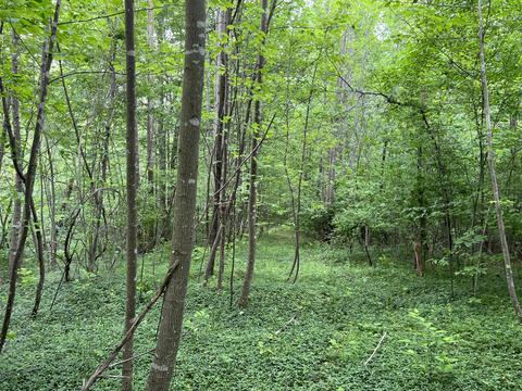 lot7 Truevine Rd, Penhook, VA 24137 photo 12