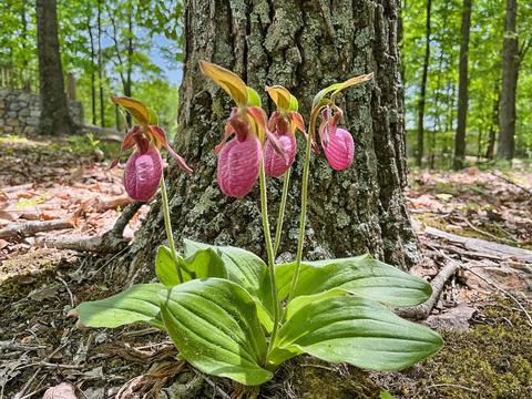 3953 Shingle Block Rd, Bedford, VA 24523 photo 61