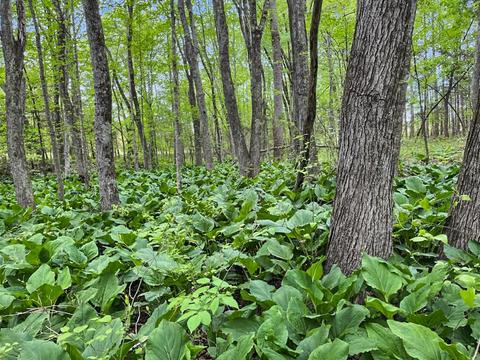 3953 Shingle Block Rd, Bedford, VA 24523 photo 67