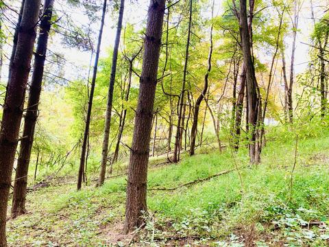 7506 Roaring Run Rd, Covington, VA 24426 photo 13