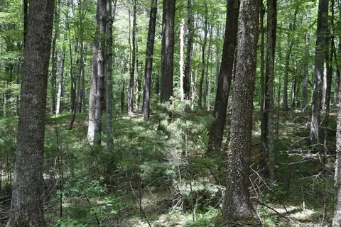 369 Wild Cherry Rd NE, Pilot, VA 24138 photo 89