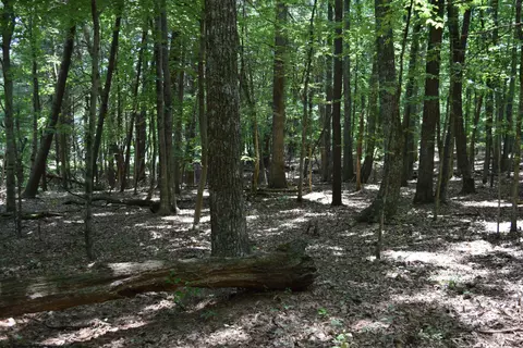369 Wild Cherry Rd NE, Pilot, VA 24138 photo 81