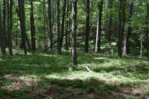 369 Wild Cherry Rd NE, Pilot, VA 24138 photo 90