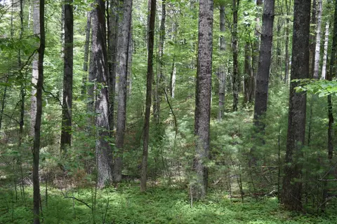 369 Wild Cherry Rd NE, Pilot, VA 24138 photo 88